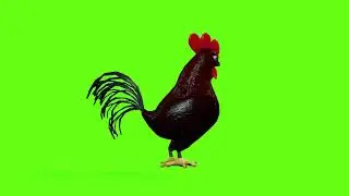 Green Screen Chicken 5 Animation  Chicken Green Screen Video