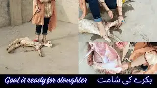 White Goat for slaughter | Pre-slaughter vlog
