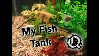 My Fish Tank