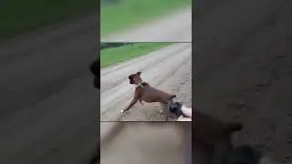 Осел Ржет с Собаки После Удара Током