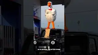 Голубь напал на Гелик😅