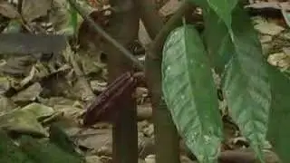 INJERTOS