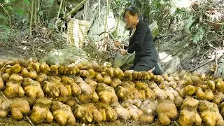 Harvesting Wild Tubers to Market Sell - Cook and Take Care of the Vegetable Garden