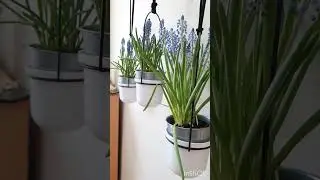 З Вербною неділею!💙💛