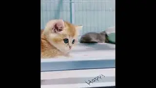 Gentle baby kittens will make your heart flutter ♥