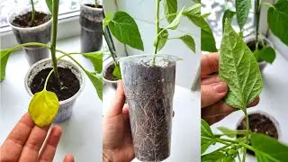 Спасаю свою рассаду перцев и баклажанов 😱