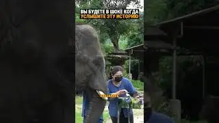 Слоны столкнули особого слона с камня. Что с ним стало?