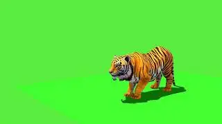 Lion green screen stock video footage_4K and HD video clip