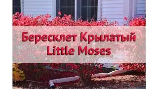 Бересклет крылатый 🌿 Обзор: посадка и уход. крупномеры бересклета : описание и особенности