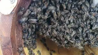 РЕЗУЛЬТАТ ЗАСЕЛЕНИЯ КОЛОДЫ методом налёта на матку.
