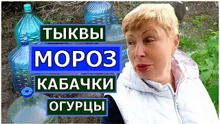 Заморозки каждый день. Как сберечь кабачки и тыквы?