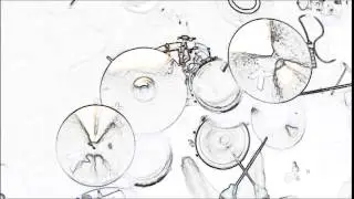 Doo Doo Doo Doo Doo (heartbreaker) Drum play along