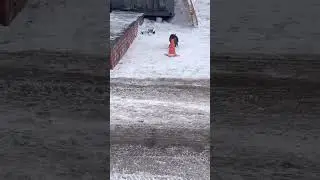 Том и Джери в реальном жизни как вам?. 