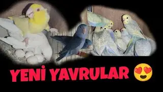 Muhabbet Kuşları Papağanlar Genel Durum.Yeni Yavrular Düşüyor.Sevda Yavruları Çıktı.