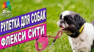 Рулетка для собак Флекси Сити | Обзор рулетки Флекси | Flexi City review