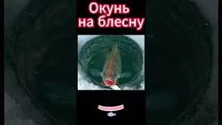 Окунь на блесну