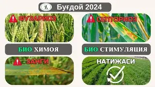 Биопрепаратлар минерал угитлардан кучлироклигини яна бир исботи .