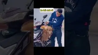 Chơi vậy ai chơi lại 😹😹😹 chó xuhuong pet dog funny