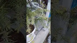 Кедр Деодара Золотой Горизонт