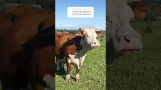 Малышка Клюковки, смотри 
