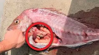 The woman couldn't stop screaming when she discovered this while cleaning fish!