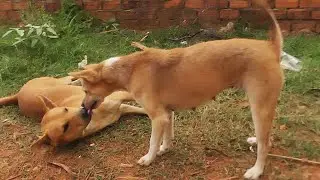 Dogs change when they are getting old ##  Nature Show