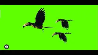 Flying Birds | Bird flying Green Screen | Green Screen effects | 