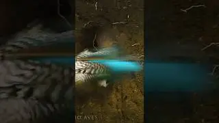Kingfisher vs another kingfisher 🥴 