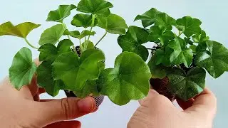 Одно действие и ПЕЛАРГОНИЯ быстро сформирует ПЫШНЫЙ КУСТ!  Плющелистная пеларгония из семян!