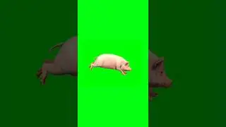 Pig running green screen animation video | Chroma key 