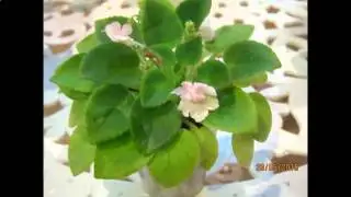 ФИАЛКИ ФОТОСЛАЙД ЧАСТЬ 2