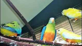 Разведение травяных попугаев: какую клетку, какой домик, сколько яйц....