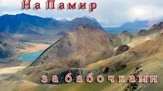 На Памир за бабочками.Таджикистан.