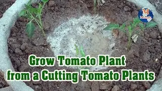 How to Grow Tomato Plant from a Cutting Tomato Plants