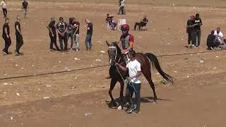 الخيل العربية الأصيلة المهرة نجمة غزل بنت الفحل شيخ البدو والأم غزل الوستون مع الخيال مالك سواعد