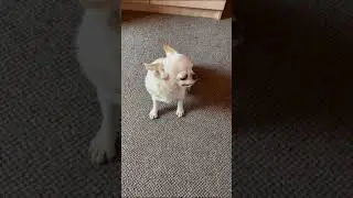 Cute doggie GIMBO 🐶🐕🐕‍🦺❤️💞