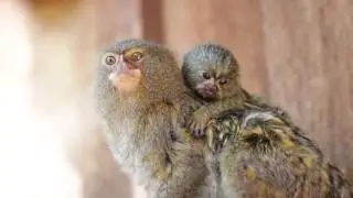 Карликовая игрунка | Cebuella pygmaea | Pygmy marmoset