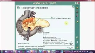Поджелудочная железа. Инсулин и глюкагон. Гормоны и ферменты.Подготовка к ЕГЭ и ОГЭ по биологии