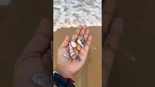 Collection 😍 #nature #seashells #mangalore