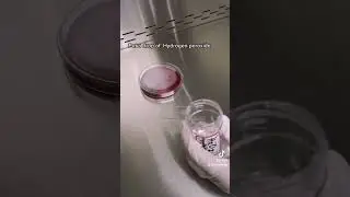 Catalase test Biochemical test 