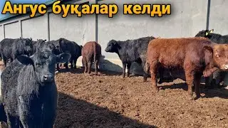 Племенной  Ангус буқалар келди.