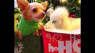 Необычные друзья