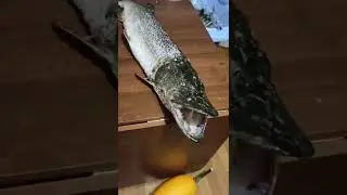Мечта рыбака