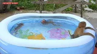 Monkey Kako With Baby Luna And Baby Nina Enjoying New Big Swimming Pool