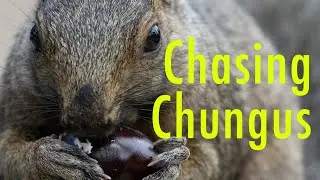 CHASING CHUNGUS - Edge OF Frame