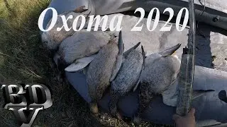 Охота 2020 (самая быстрая охота когда действуют нормы отстрела)