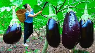 Harvesting Mutant Eggplant & Goes To Market Sell | Gardening And Cooking | Lý Tiểu Vân