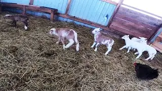ГРЯДЕТ ПЕРЕСТРОЙКА ! ЯГНЯТА СЧАСТЛИВЫ !
