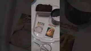 Посеяла лук Глобо и Ялтинский на рассаду🌿🧅🧅🧅