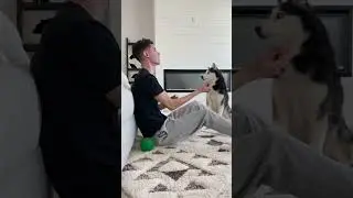 Husky Pranked By Magic Trick! #shorts